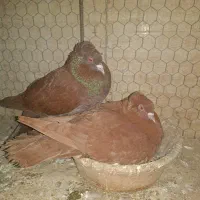 کبوتر کفتر راعبی