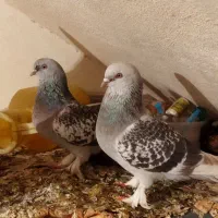 سوسنی ترک. نورآباد ممسنی|پرنده|نورآباد ممسنی, |دیوار