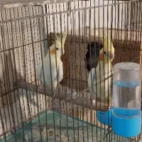 فروش طوطی عروس های بالغ و جوجه عروس هم موجود است|پرنده|رشت, حسین آباد|دیوار