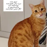 واگذاری رایگان گربه