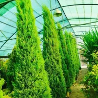 خدمات باغبانی باغچه کاری سمپاشی هرس کاری کاشت