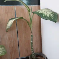 انواع گل اپارتمانی|گل و گیاه طبیعی|نهاوند, |دیوار