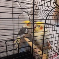 جفت عروس هلندی نر  و ماده|پرنده|مشهد, الهیه|دیوار