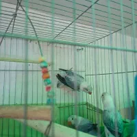 طوطی برزیلی یووینگ پاربلو نر و ماده|پرنده|اسلام‌شهر, شهرک واوان|دیوار