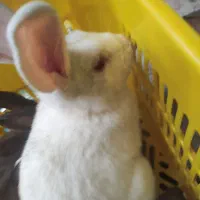 حراج خرگوش خانگی|موش و خرگوش|مهاباد (آذربایجان غربی), |دیوار