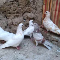 جوجه کفتر
