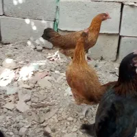 مرغ خروس محلی