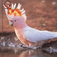 گمشده عروس هلندی گل باقالی