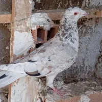 یه جفت هفرنگ سرکه ای