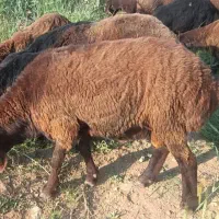 گوسفند وقوچ وبره قوچ همو وهترو|حیوانات مزرعه|تبریز, |دیوار