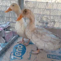 اردک جوان سالم و سرحال درشت وسنگین|حیوانات مزرعه|اصفهان, کوی امیریه|دیوار