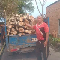 خریدا درخت صنوبر .سفید دار.اکالاکتوس