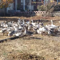 قازی خومالی  جوان|حیوانات مزرعه|پیرانشهر, |دیوار