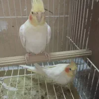 دوجفت عروس هلندی