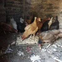 مرغ محلی ولاری|حیوانات مزرعه|اشتهارد, |دیوار