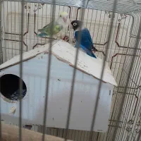 کوتوله برزیلی رنگ دار با اصالت|پرنده|زالیان, |دیوار