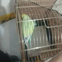 مرغ عشق|پرنده|دماوند, دماوند|دیوار