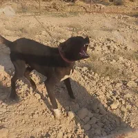 سگ نر نگبان