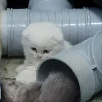گربه