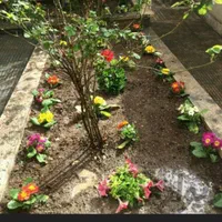 باغبانی سم  پاشی درختان در تمام نقاط شهر|خدمات باغبانی و درختکاری|مشهد, آزادشهر|دیوار