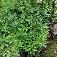 فروش شمشاد طلایی شمشاد سبز|خدمات باغبانی و درختکاری|لوندویل, |دیوار