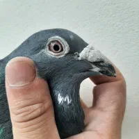 کبوترمسافتی