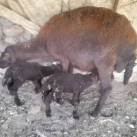 میش و بره دوقلو