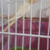 طوطی عروس و مرغ عشق|پرنده|قزوین, |دیوار