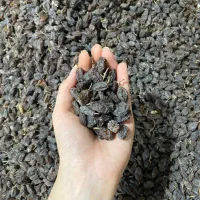فخری ورجوی