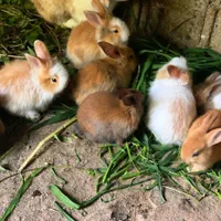 خرگوشای نرو ماده