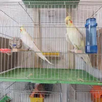 عروس هلندی مولد .  مرغ عشق مولد. فنچ مولد