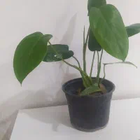 گل های آپارتمانی|گل و گیاه طبیعی|گرگان, |دیوار