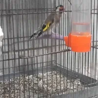 سهره مرغ عشق عروس