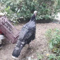 بوقلمون