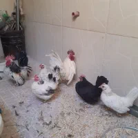 مرغ وخروس|حیوانات مزرعه|اصفهان, قهاب جنوبی|دیوار