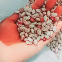 لوبیا چیتی
