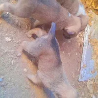 توله گله ای|سگ|تربت جام, معدآباد|دیوار