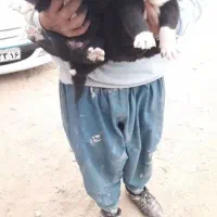 واگذاری یه جفت سگ خراسانی