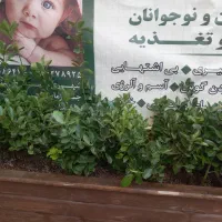 خدمات باغبانی باغچه کاری گل کاری تمام نقاط تهران|خدمات باغبانی و درختکاری|تهران, کامرانیه|دیوار