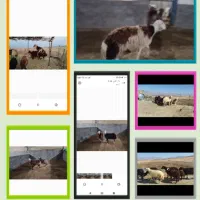 قوچ .میش .بزغاله|حیوانات مزرعه|الشتر, |دیوار