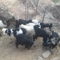 ۹راس بزغاله نر،جفتی ۵۰تا۵۵ کیلو هستن