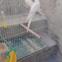 طوطی عروس|پرنده|اردبیل, |دیوار