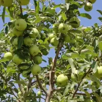 مشارکت در بهره‌برداری از باغ ، گل محمدی و زمین