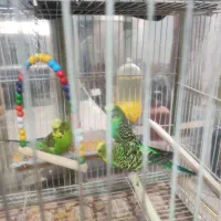 سه عدد مرغ عشق انگلیسی صحیح وسالم|پرنده|زاهدان, |دیوار