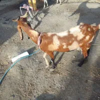 کهره کاموری بادوکهرنرو ماده سالم وداشتی