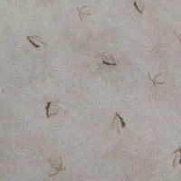 پالاز موکت امیدیه