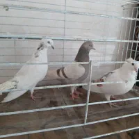 10 عدد کبوتر غریبگیری همه باهم یک میلیون دیویست|پرنده|ماهدشت, |دیوار