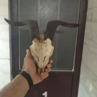 شاخ و جمجمه تزئینی