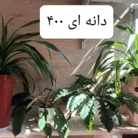 حراج گیاهان اپارتمانی|گل و گیاه طبیعی|مشهد, سرافرازان|دیوار