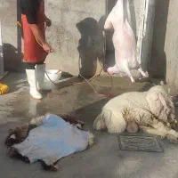 بره گوساله کشتارروز|حیوانات مزرعه|بجنورد, |دیوار